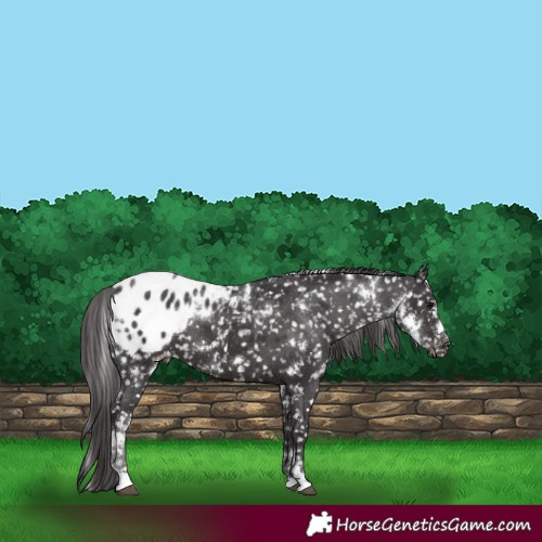 Horse Color:White Spotted Smoky Black Appaloosa 