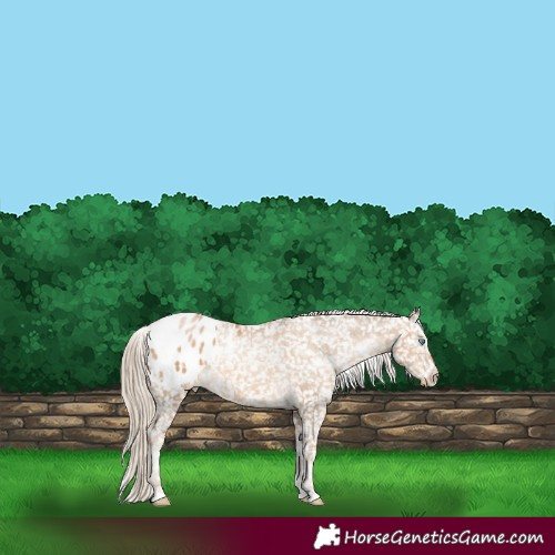 Horse Color:White Spotted Chocolate Palomino Pearl Sabino Appaloosa Rabicano 