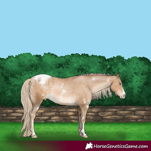 Horse Color:White Spotted Chocolate Palomino Pearl Sabino Appaloosa Rabicano 