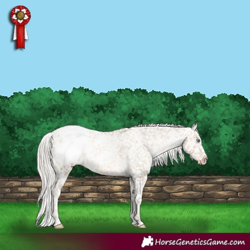 Horse Color:White Spotted Silver Buckskin Pearl Appaloosa 