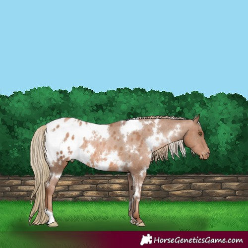 Horse Color:White Spotted Liver Chestnut Pearl Appaloosa 