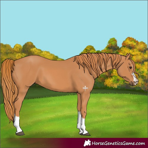 Horse Color:Chestnut 