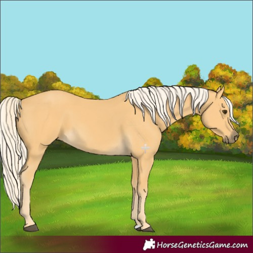 Horse Color:Palomino 