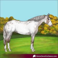 Horse Color:Silver Blue Roan Frame Appaloosa 