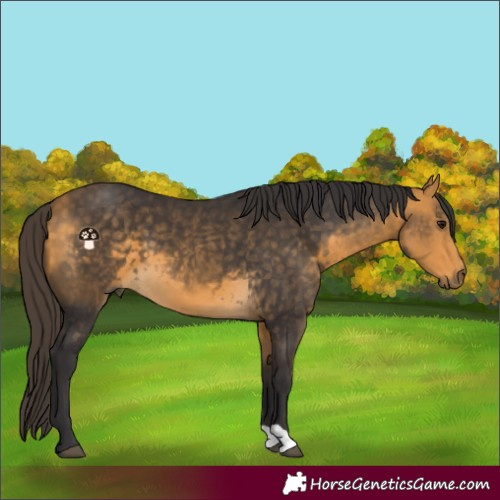 Horse Color:Buckskin 