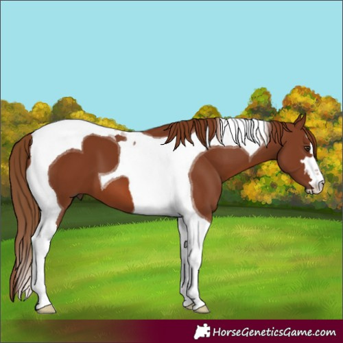 Horse Color:Chestnut Tobiano