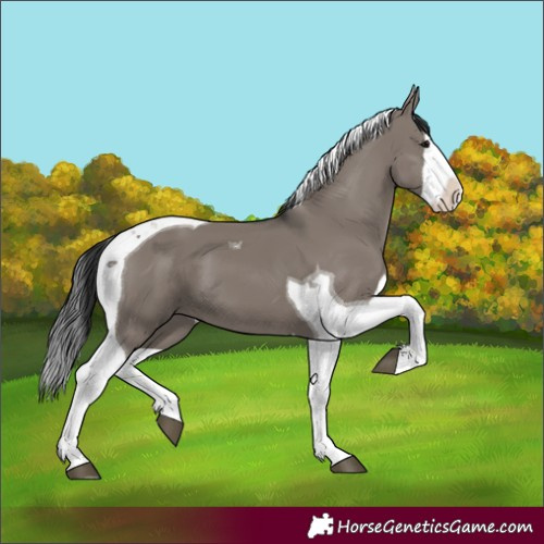Horse Color:Grullo Splash Tobiano 