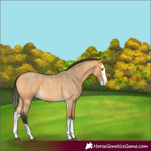 Horse Color:Unknown 