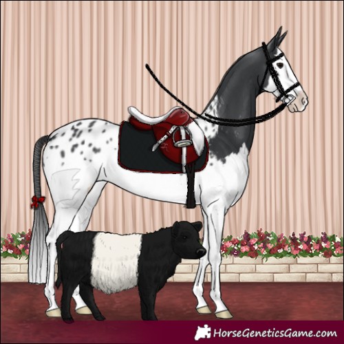 Horse Color:Black Splash Appaloosa 