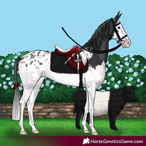 Horse Color:Black Splash Blanket 