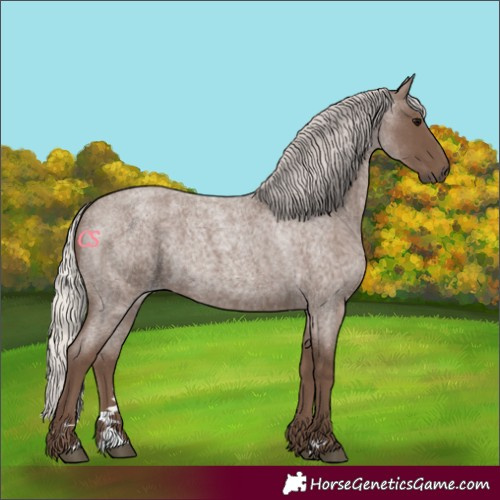 Horse Color:Silver Blue Roan 