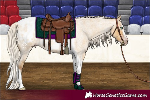 Horse Color:Gray Silver Amber Cream Champagne Roan Dun Splash Tobiano Frame Appaloosa Rabicano 