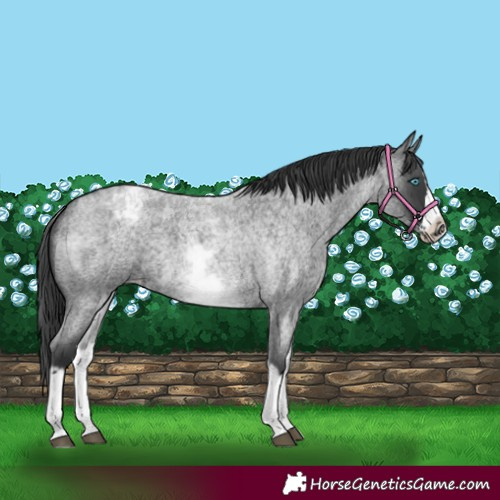 Horse Color:White Spotted Blue Roan Splash Frame Appaloosa 