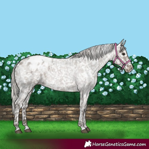 Horse Color:White Spotted Silver Grullo Roan Appaloosa 