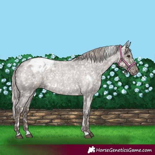Horse Color:White Spotted Silver Grullo Roan Appaloosa 