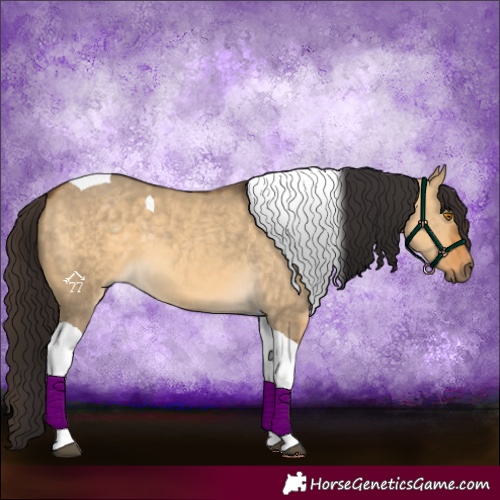 Horse Color:Buckskin Dun Tobiano 