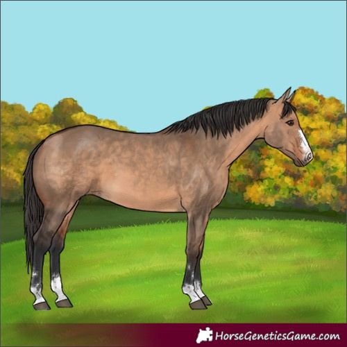Horse Color:Bay Dun 