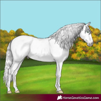 Horse Color:Gray Platinum Silver Amber Cream Champagne Roan Dun Splash Tobiano Frame Appaloosa Rabicano 
