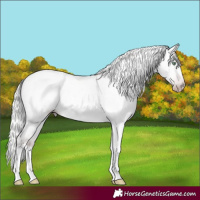 Horse Color:Gray Platinum Silver Amber Cream Champagne Roan Dun Splash Tobiano Frame Appaloosa Rabicano