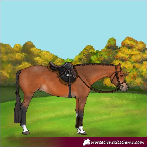 Horse Color:Bay Tobiano