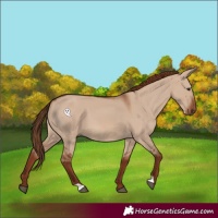 Horse Color:Red Dun