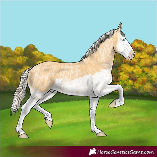 Horse Color:Cremello Splash  and Palomino Splash 