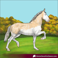 Horse Color:Cremello Splash and Palomino Splash