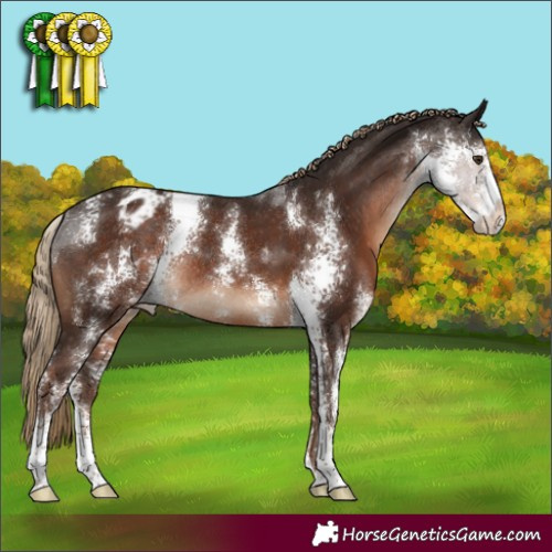 Horse Color:Liver Chestnut Sabino Appaloosa Rabicano 