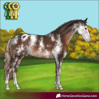 Horse Color:Liver Chestnut Sabino Appaloosa Rabicano