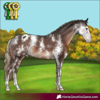 Horse Color:Liver Chestnut Sabino Appaloosa Rabicano