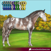 Horse Color:Liver Chestnut Sabino Appaloosa Rabicano