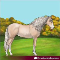 Horse Color:Gold Champagne Pearl Rabicano and Silver Amber Champagne Pearl Rabicano