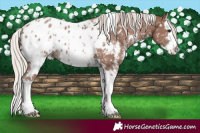 Horse Color:White Spotted Silver Black Sabino Splash Appaloosa 