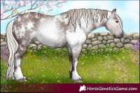 Horse Color:Gray White Spotted Chocolate Silver Black Rabicano 
