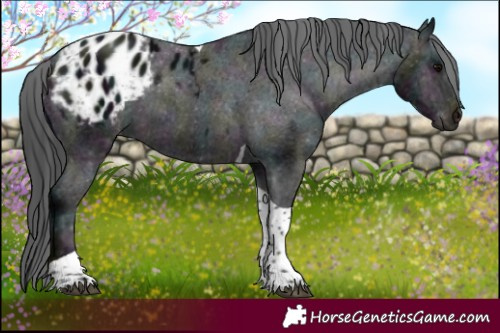 Horse Color:Platinum Midnight Brown Tobiano Blanket