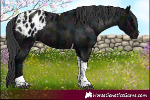 Horse Color:Platinum Midnight Brown Tobiano Appaloosa