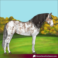 Horse Color:Brown Dun Sabino Rabicano
