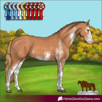 Horse Color:Chestnut Sabino 