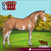 Horse Color:Chestnut Sabino