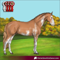 Horse Color:Chestnut Sabino 
