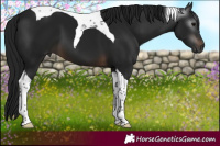 Horse Color:Gray Brown Tobiano
