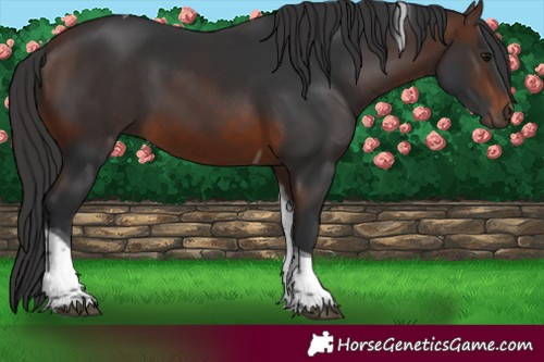 Horse Color:Brown Tobiano 