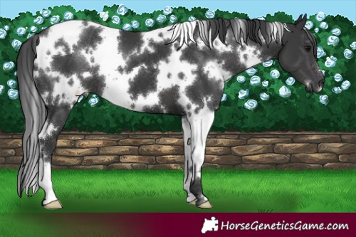 Horse Color:White Spotted Black 