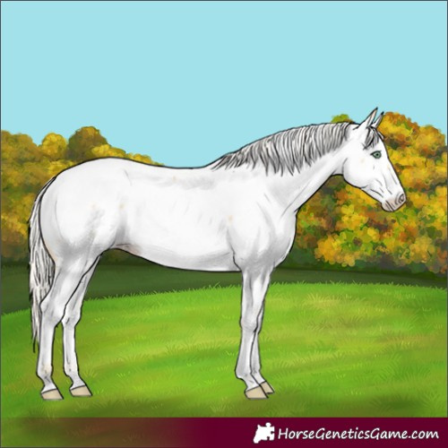 Horse Color:Gold Cream Champagne Fewspot 