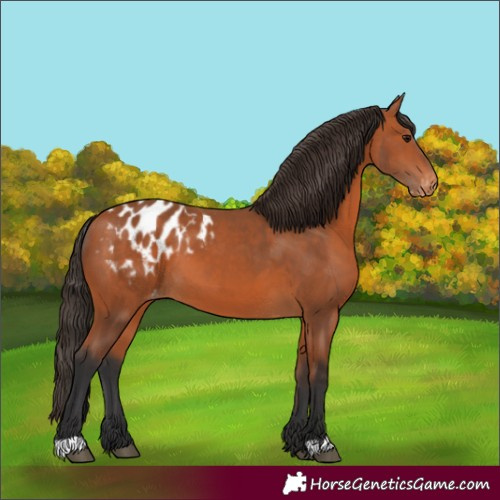 Horse Color:Bay Blanket