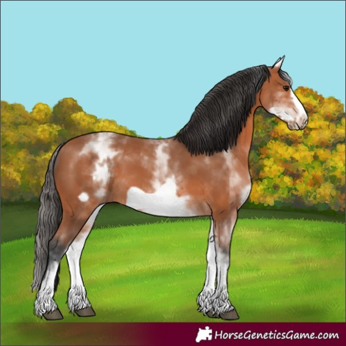 Horse Color:White Spotted Bay Frame