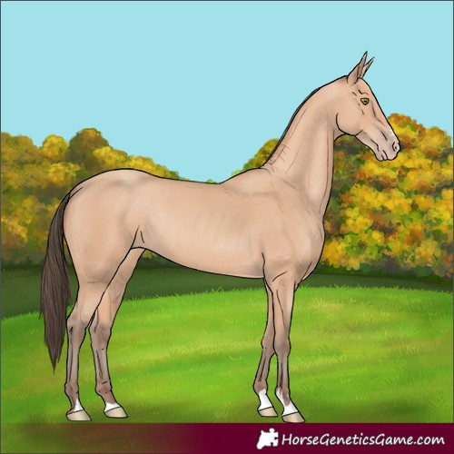 Horse Color:Amber Champagne Rabicano 