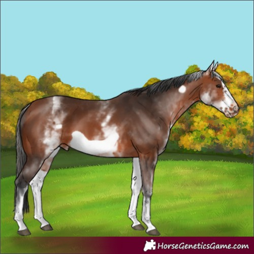 Horse Color:White Spotted Bay Frame