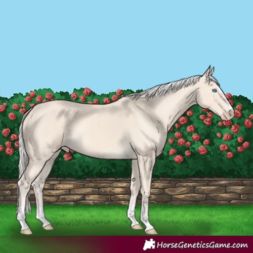 Horse Color:Cremello