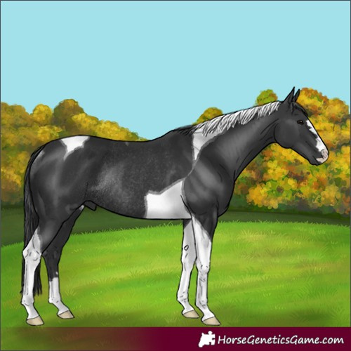 Horse Color:Black Tobiano Rabicano